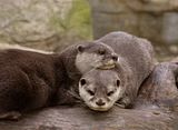 otters.jpg image by JinxModel